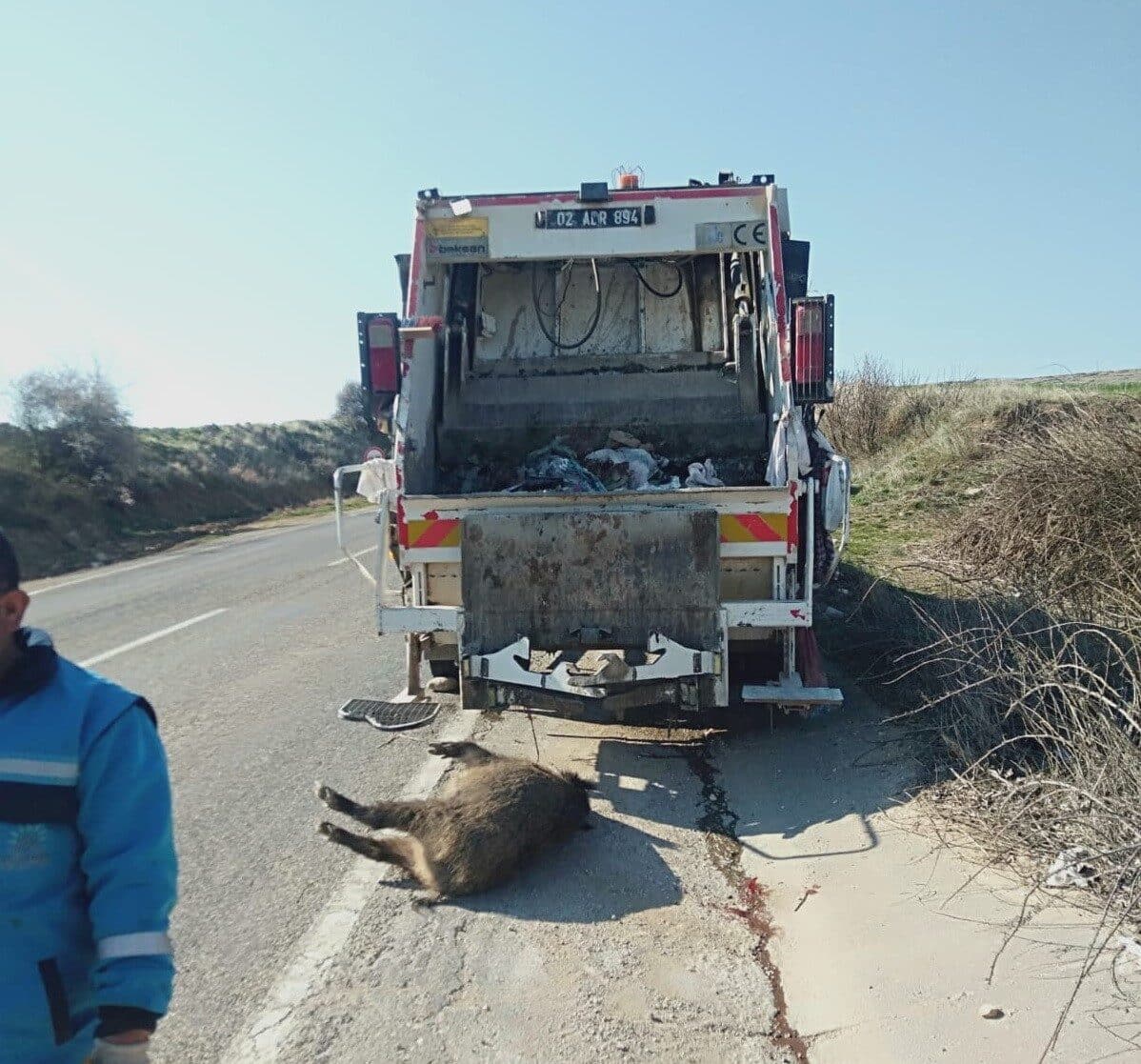 Adıyaman'da yolun karşısına geçmeye çalışan bir domuz, bilinmeyen bir aracın