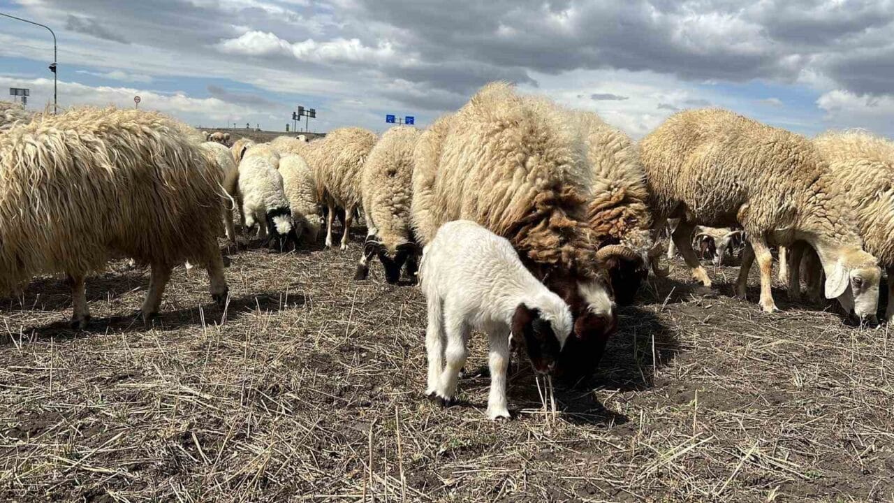 Kars'ın Arpaçay ilçesinde baharın gelmesiyle birlikte, kış boyunca ahırlarda bekleyen