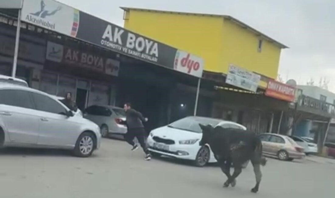 Batman’da Sanayi Sitesine Giren İnek, Esnafı Zor Durumda Bıraktı Batman'da Gültepe Sanayi Sitesi'ne giren başıboş inek, esnafa zorlu anlar