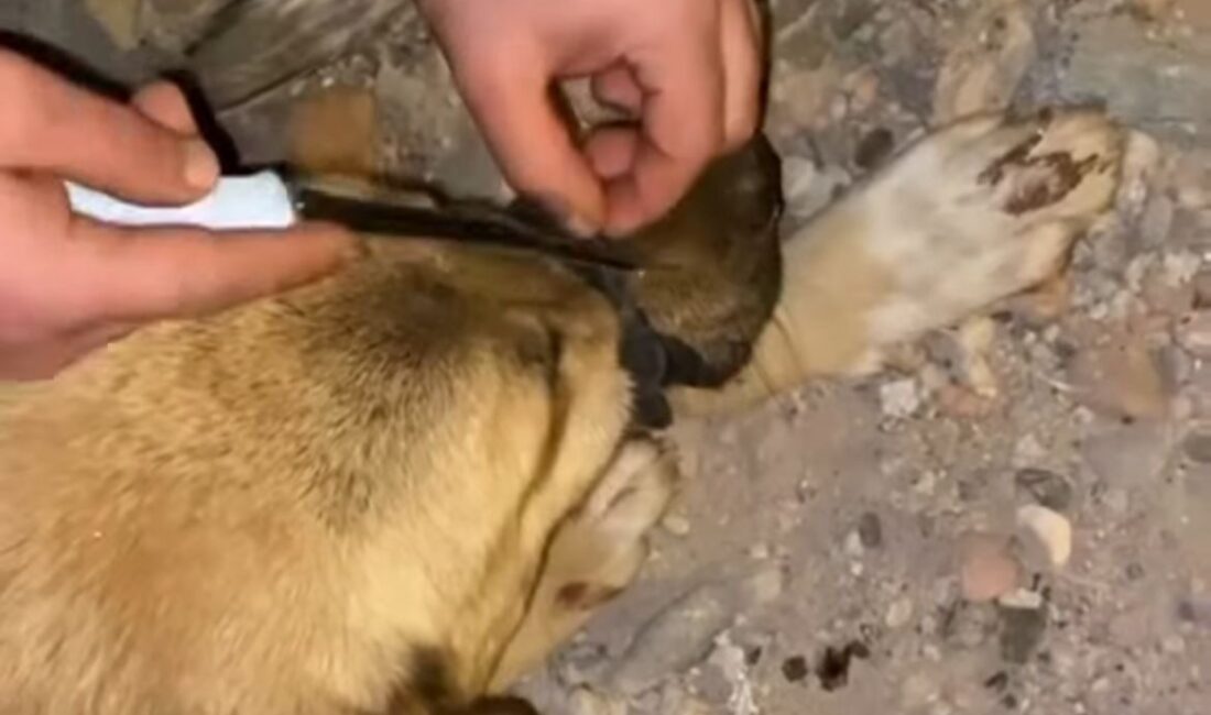 Diyarbakır’da İple Bağlı Köpek, Polis ve Vatandaşlar Tarafından Kurtarıldı Diyarbakır'da bir sokakta, ağzı iple bağlı köpek vatandaşlar ve polis