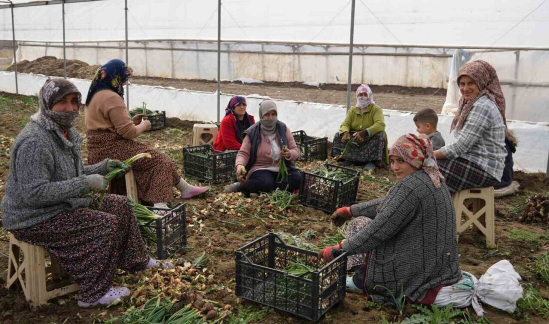 Iğdır’daki Seralarda Üretilen Sebzeler, Çevre İllere Ulaşıyor Iğdır'da seralarda sebze üretimi devam ediyor. Alican Açkan, bin dönümlük