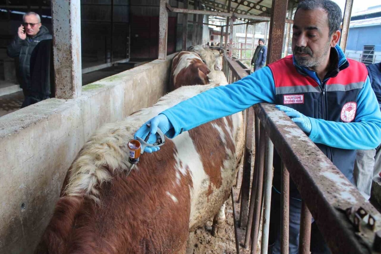 Düzce'de büyükbaş hayvanlara yönelik ilkbahar şap aşılama kampanyası başladı. Düzce