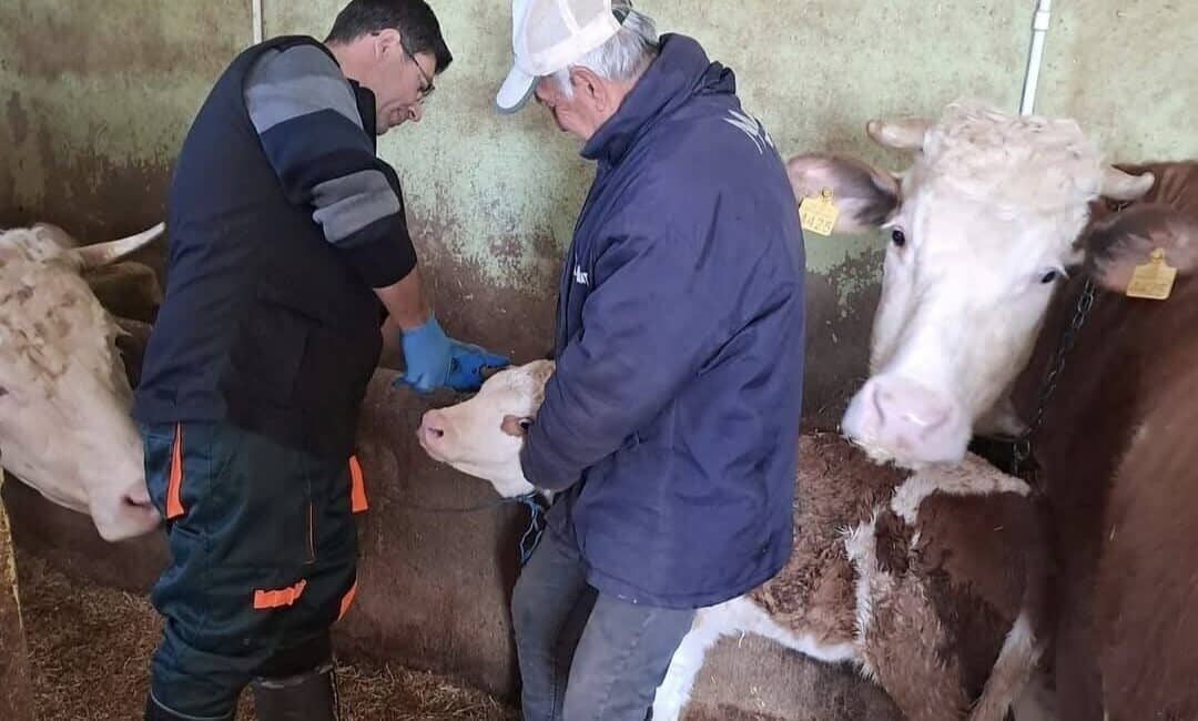 Elazığ’da büyükbaş hayvanlara yönelik aşı ve küpeleme işlemleri başlatıldı. Elazığ'da Ağın İlçe Tarım ve Orman Müdürlüğü, büyükbaş hayvanlara şap