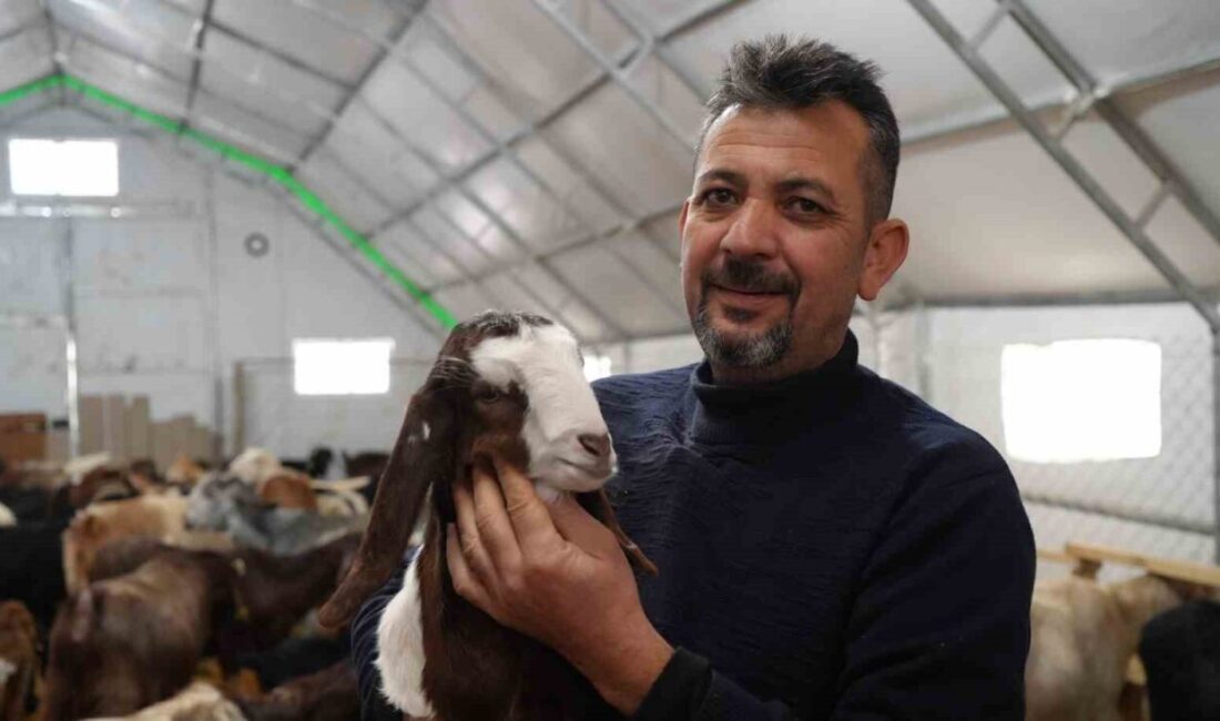 Emekli Memur, Kırıkkale’de Halep Keçisi Yetiştiriciliğine Devlet Desteği ile Başladı İzmir'den emekli Dursun Kurnaz, Kırıkkale'de Halep keçisi yetiştirmeye başladı. Devlet