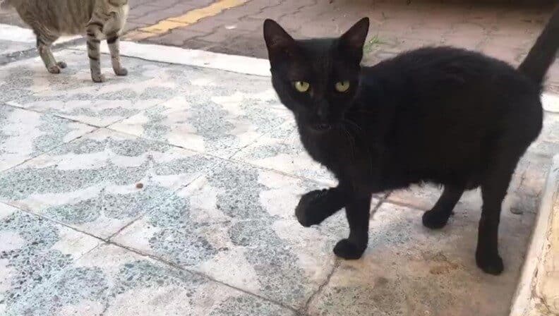 Antalya'da mahalle sakinlerinin kendilerine ait olan 'Karam' isimli engelli kediyi