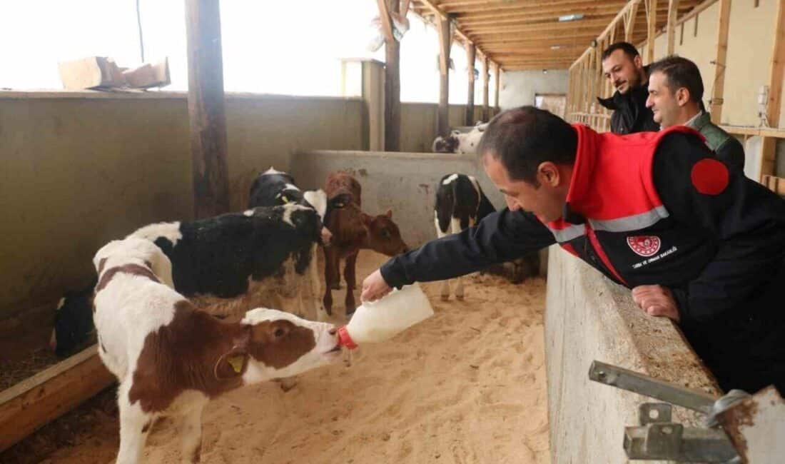 Erzincan'da büyükbaş hayvancılık işletmeleri, arilik belgesi almak için hızla hazırlık
