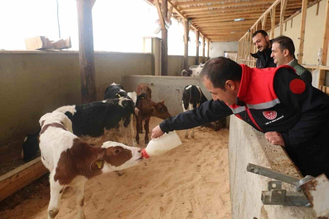 Erzincan'da büyükbaş hayvancılık işletmeleri, arilik belgesi almak için hızla hazırlık