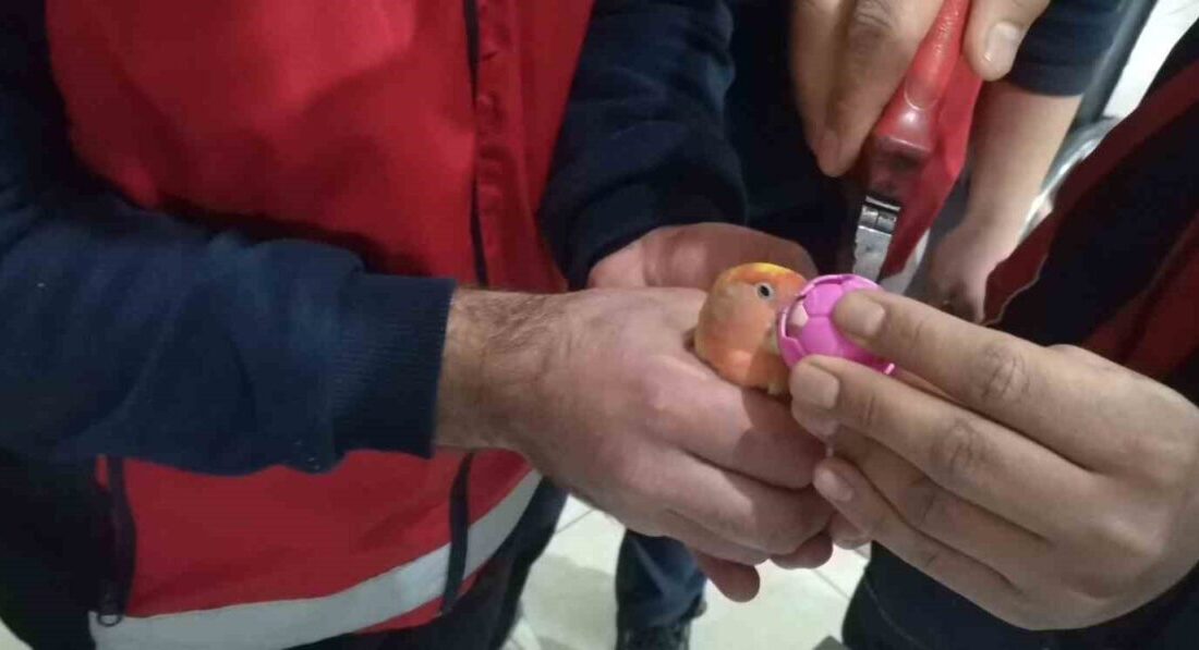 Kayseri’de Top Sıkışan Cennet Papağanı İtfaiye Ekipleri Tarafından Kurtarıldı Kayseri'de Arzu Bulut'un evinde beslediği cennet papağanının gagasına top sıkıştı.