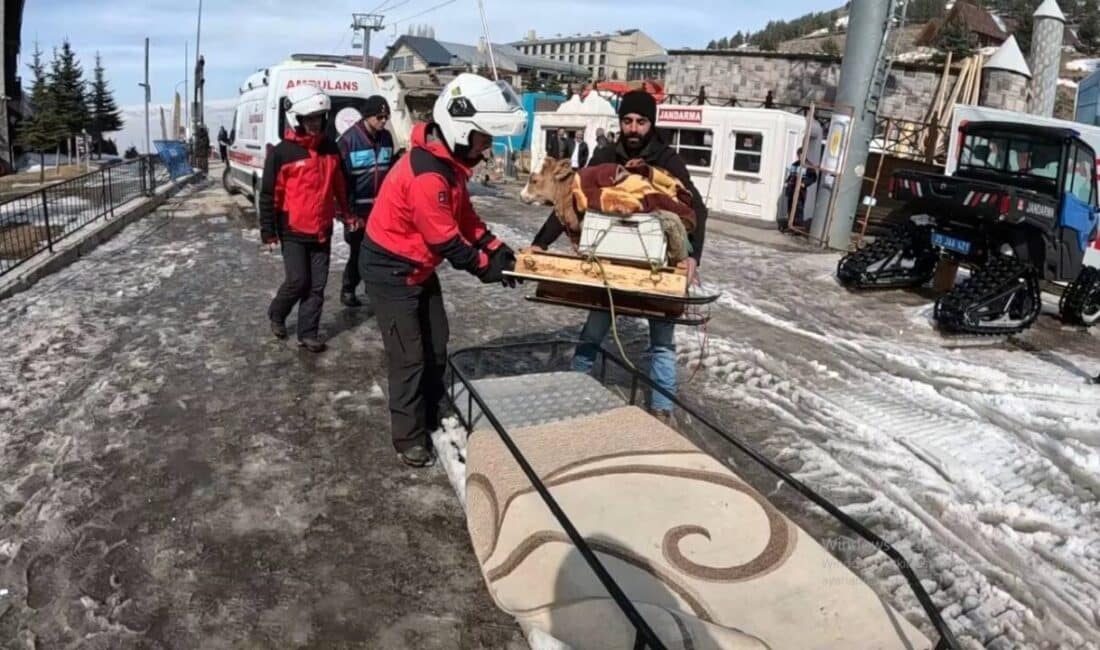 Erzurum'un Palandöken ilçesinde bir çiftçi, hasta buzağısını tedavi ettirdikten sonra