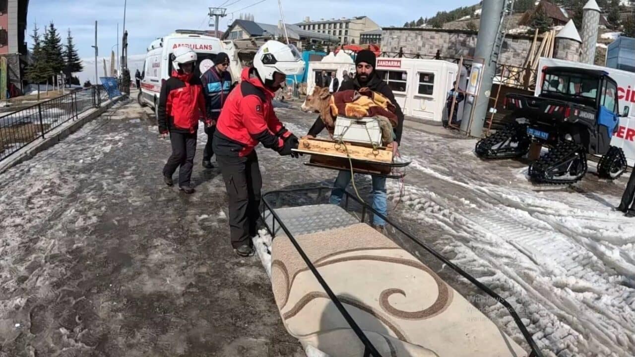 Erzurum'un Palandöken ilçesinde bir çiftçi, hasta buzağısını tedavi ettirdikten sonra