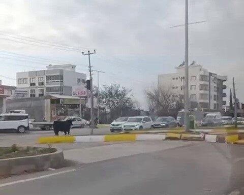 Adıyaman’da kaçan inek, trafik karmaşasına neden oldu. Adıyaman'ın Yunus Emre Mahallesi'nde bir inek sahibinden kaçarak Atatürk Bulvarı'nda