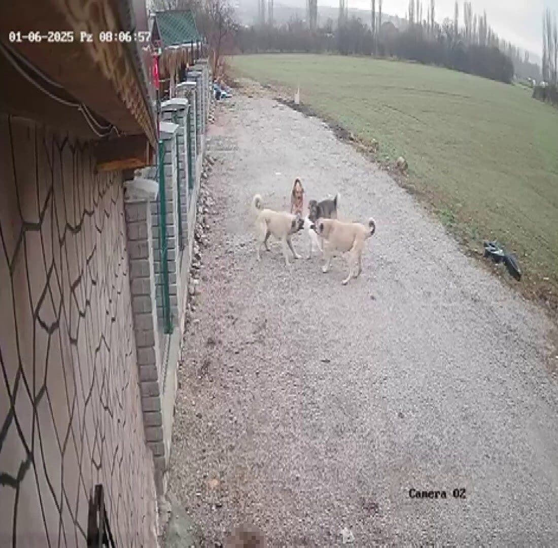Konya'nın Beyşehir ilçesinde kaybolan "Mia" isimli kedi, sokak köpekleri tarafından