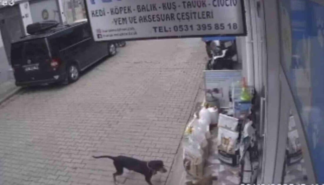 Bursa’da Kediyi Kıskanan Köpek, Dolu Mama Kabını Karşı Kaldırıma Taşıyarak Şaşırttı Bursa'nın İznik ilçesinde petshop sahibi Burak Oruç, sokak hayvanları için