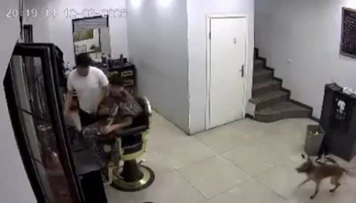 Kocaeli’de Kuaför Salonu Kaotik Anlara Tanıklık Etti, Köpek Tıraş Olan Müşterinin Üzerine Yürüdü Kocaeli'nin Kartepe ilçesindeki bir erkek kuaföründe, tıraş olan bir müşterinin