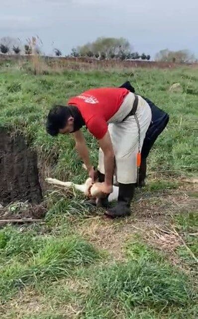Kırklareli Lüleburgaz'da jandarma, kayıtdışı 12 buzağıyı yakalayarak itlaf etti. Tarım