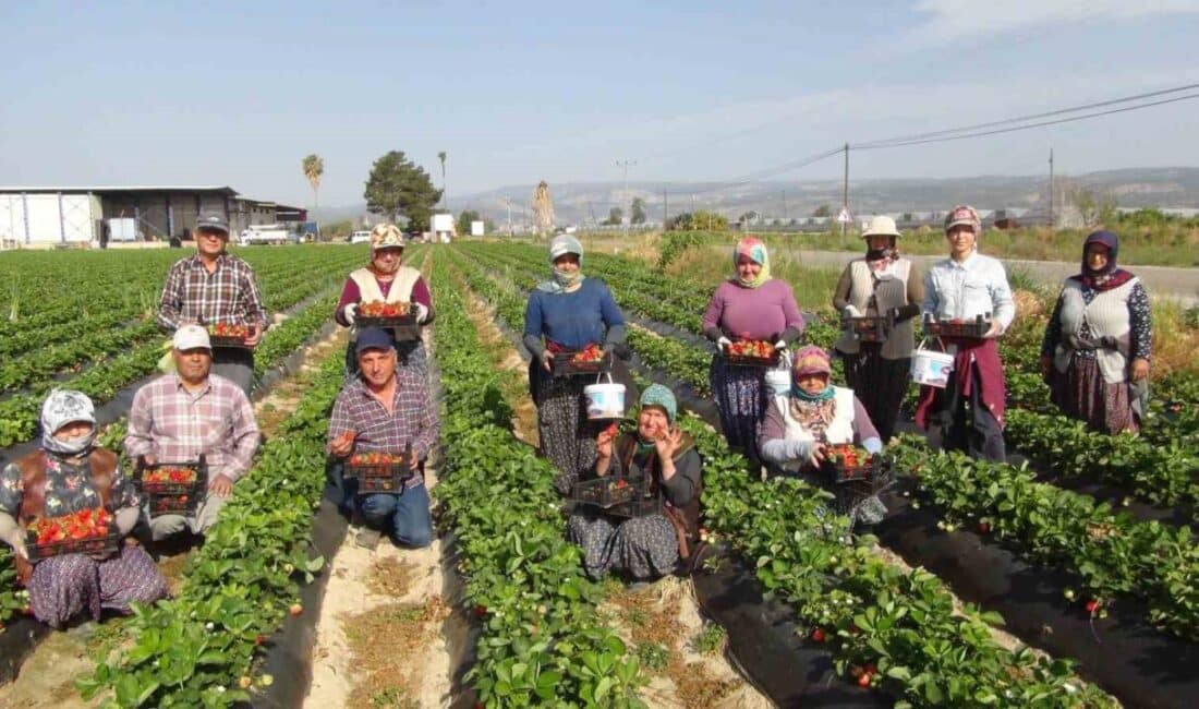 Silifke’de Çilek Hasadı Başladı: 50 Bin Ton Ürün Bekleniyor Mersin’in Silifke ilçesinde çilek hasadı başladı. İbrahim Kaynar, bu yıl