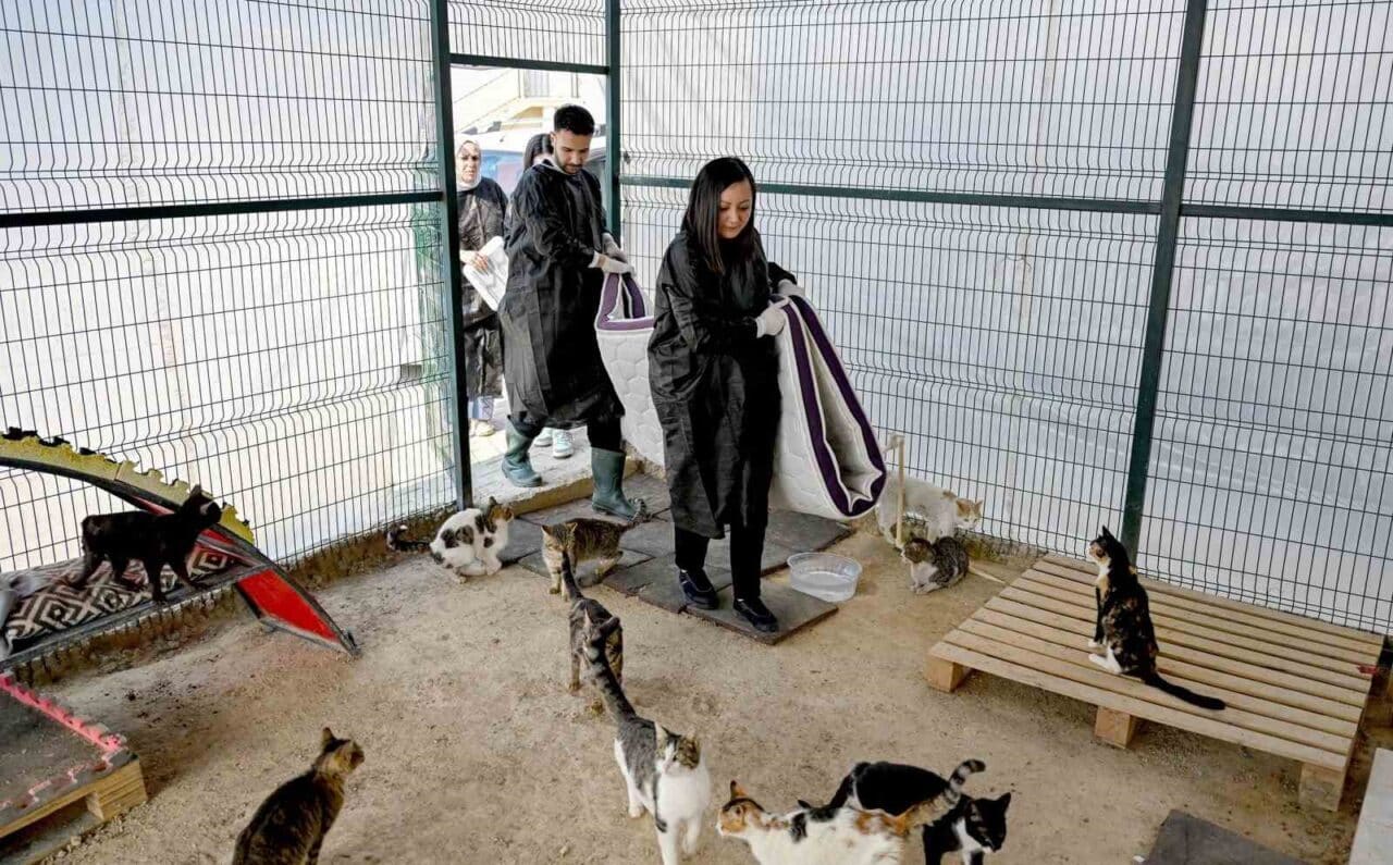 Mersin Büyükşehir Belediyesi, Kaşlı Geçici Hayvan Bakımevi'nde gönüllülerle birlikte sokak