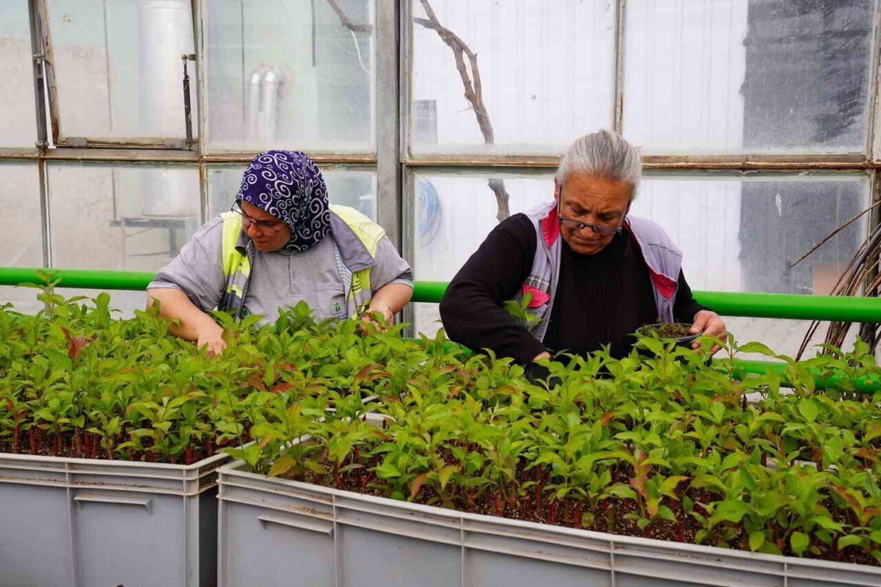 Tepebaşı Belediyesi, Zincirlikuyu Mahallesi'ndeki 75 dönümlük seralarında her mevsim 90