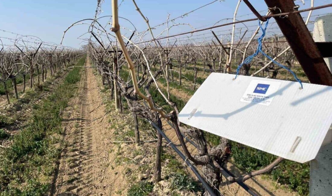 Sarıgöl’de Üzüm Bağları için Salkım Güvesi Tuzakları Kurulmaya Başlandı Sarıgöl İlçe Tarım ve Orman Müdürlüğü, salkım güvesi popülasyonunu izlemek