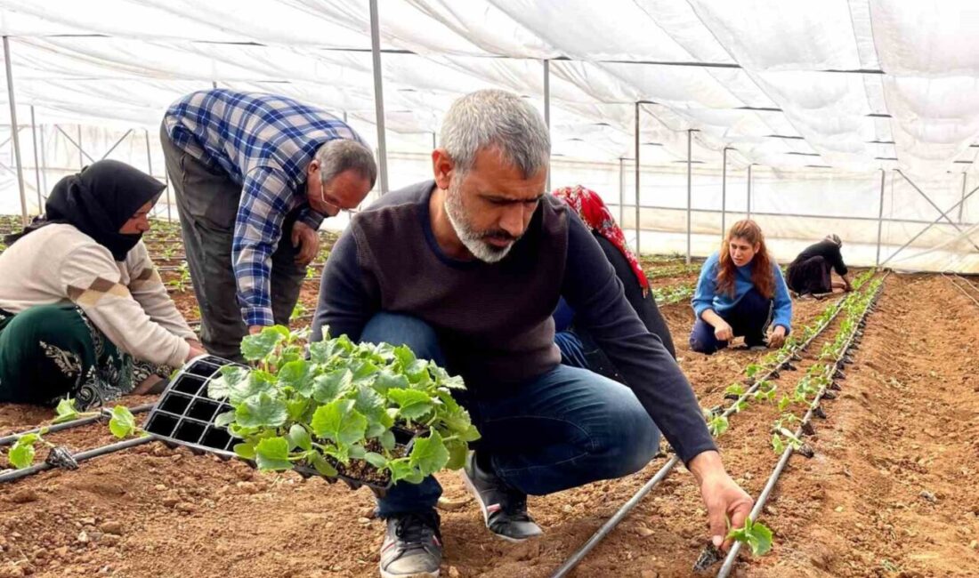 Şanlıurfa’da Seralarda Sebze Fidesi Dikimi Yapıldı Şanlıurfa'da 473 çiftçi, seracılık sayesinde sebze üretimini artırıyor. Ziraat Yüksek