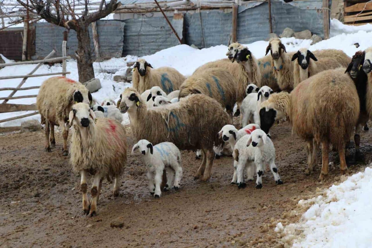 Erzincan'da besiciler, zorlu kış koşullarında koyunların kuzulama döneminde gece gündüz