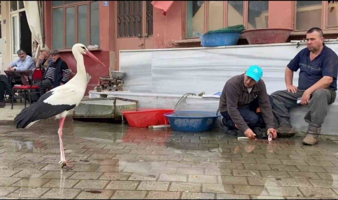 Fadıllı köyündeki Yusuf Başaran, 15 yıldır uğrayan Bilal leyleğe 8