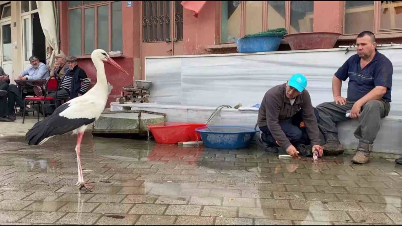 Fadıllı köyündeki Yusuf Başaran, 15 yıldır uğrayan Bilal leyleğe 8