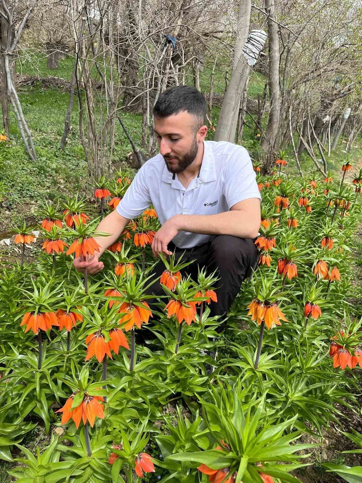 Elazığ'ın Arıcak ilçesinde nesli tükenme tehlikesi altındaki ters laleler, yüksek