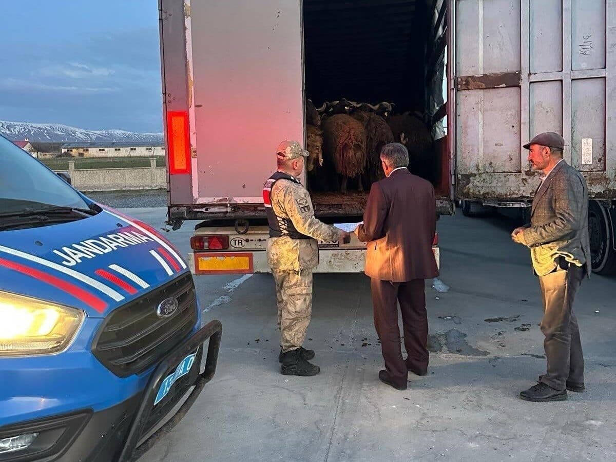 Ağrı'dan çalınan 300 küçükbaş hayvan, Bitlis'te jandarma tarafından durdurulan 3