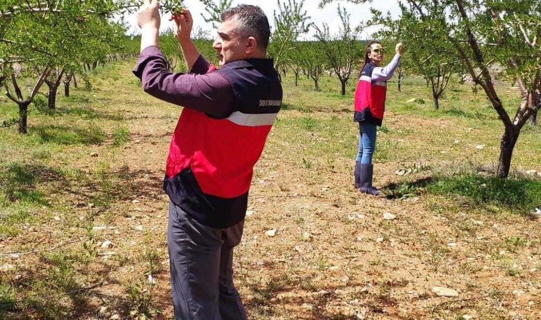 Kütahya’da zirai don sonrası tarım ekipleri gözlem ve kontrol çalışmalarına başladı Kütahya'nın Altıntaş ilçesinde yaşanan zirai don sonrası İlçe Tarım ve