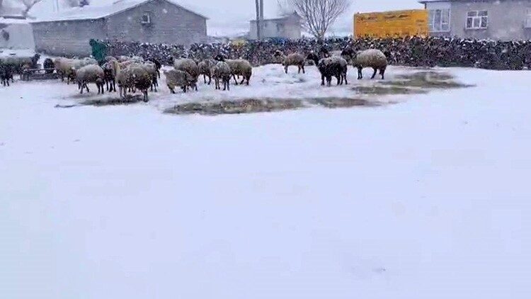 Adilcevaz’da Bahar Mevsiminde Kar Esareti: Besicilerin Zorlu Günleri Devam Ediyor Bitlis'in Adilcevaz ilçesinde besiciler, nisan ayındaki kar yağışı nedeniyle zorluklar