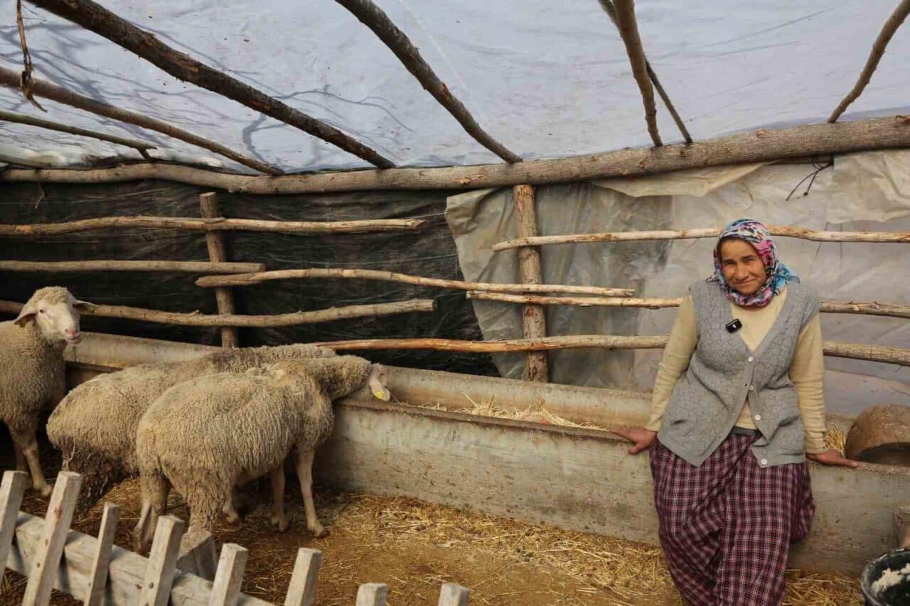 Eskişehir Büyükşehir Belediyesi, kırsal kalkınma hedefiyle küçük üreticilere 1,075 küçükbaş