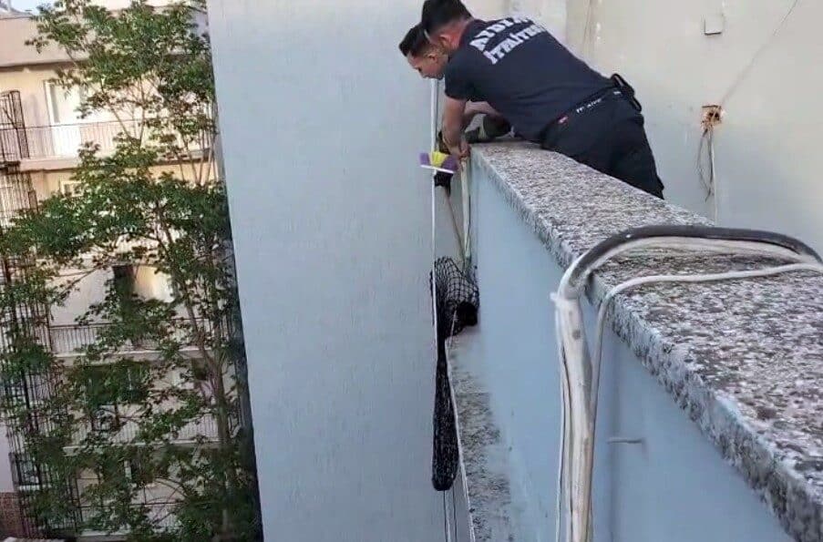 Efeler’de İtfaiye Ekipleri Mahsur Kalan Kediyi Kurtardı Aydın'ın Efeler ilçesinde, bir evin çatısında mahsur kalan yavru kedi,