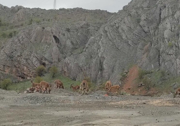 Sincik’te dağ keçileri karayolunda akıllı telefonlarla görüntülendi. Adıyaman’ın Sincik ilçesinde, Kahta-Sincik karayolunun Sincik Boğazı mevkiinde sürü halinde