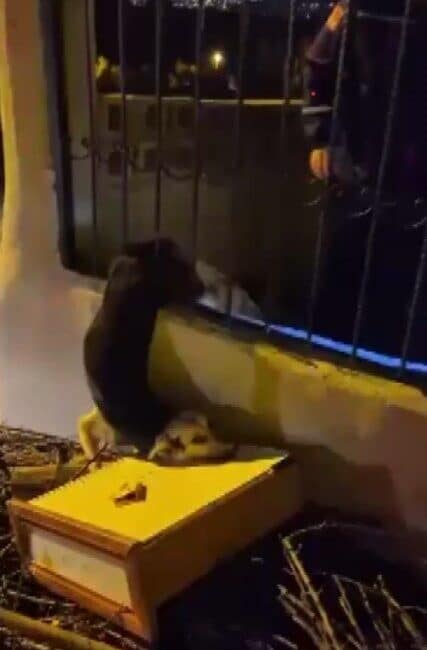 Hatay’da Demir Korkuluklara Sıkışan Köpek İtfaiye Ekipleri Tarafından Kurtarıldı Hatay'ın Samandağ ilçesi Yaylıca Mahallesi'nde bir köpek demir korkuluklarda sıkıştı.