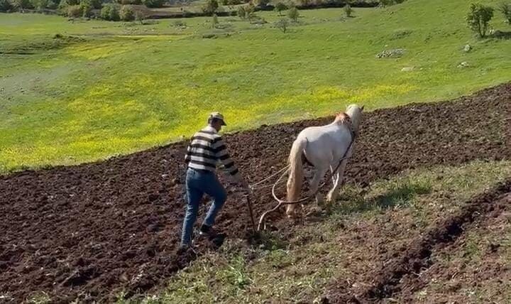 Dicle’de Çiftçinin At ile Tarla Sürdüğü Anlar Kameralara Yansıdı Diyarbakır'ın Dicle ilçesindeki Biçer köyünde, geleneksel tarım yöntemleriyle çalışan bir