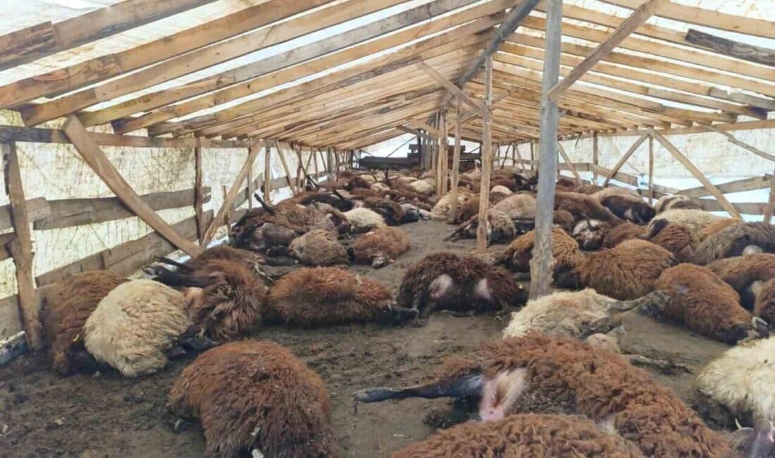 Doğubayazıt’ta Şiddetli Rüzgar 280 Küçükbaş Hayvana Mal Oldu Ağrı'nın Doğubayazıt ilçesinde, şiddetli rüzgar sonucu Mehmet Karaya'nın çadır ahırındaki