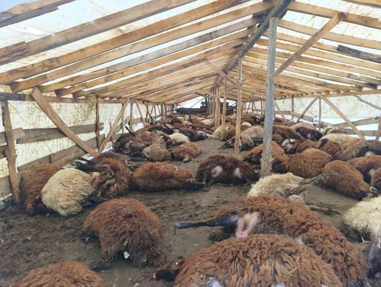 Ağrı'nın Doğubayazıt ilçesinde, şiddetli rüzgar sonucu Mehmet Karaya'nın çadır ahırındaki