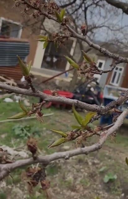Elazığ’da Soğuk Hava Kayısı Üretimini Vurdu, Çiftçiler Endişeli! Elazığ'ın Pincirik köyünde kayısı ağaçları, sıcaklığın sıfırın altına düşmesiyle zarar