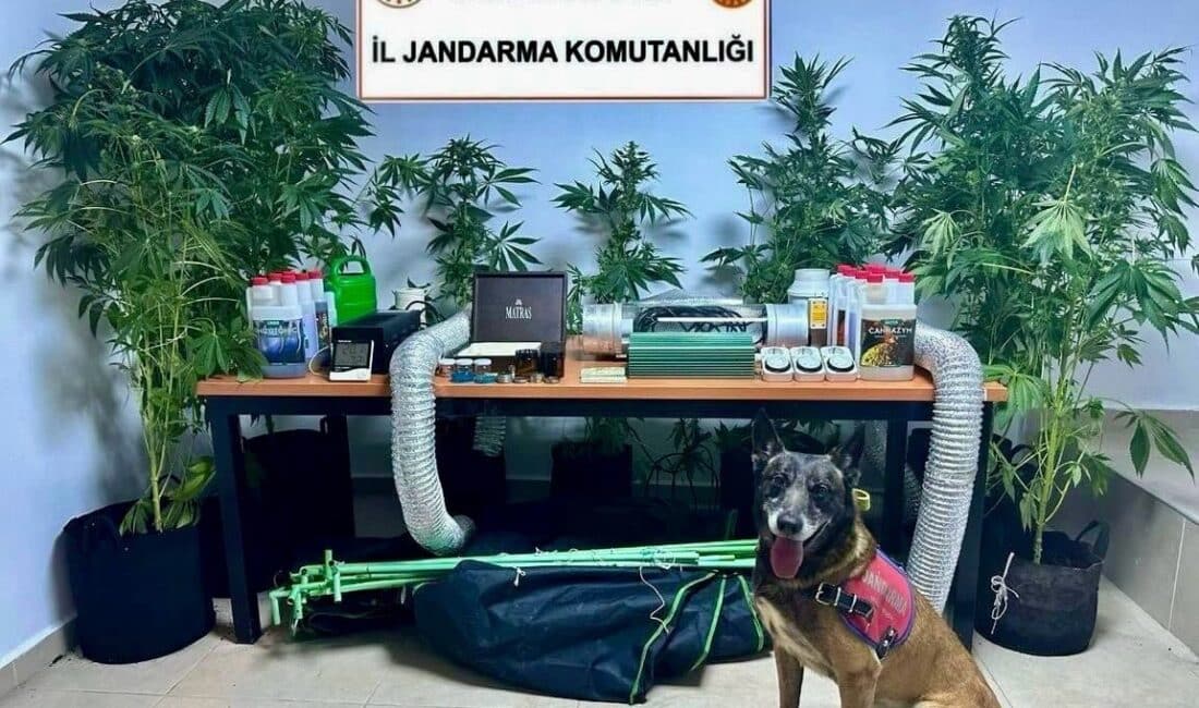 Bodrum’daki öğretmenin evinde uyuşturucu yetiştiren gardırop bulundu, 9 kenevir kökü ele geçirildi. Muğla'nın Bodrum ilçesinde, sınıf öğretmeni B.C.‘nin evinde, jandarma tarafından düzenlenen