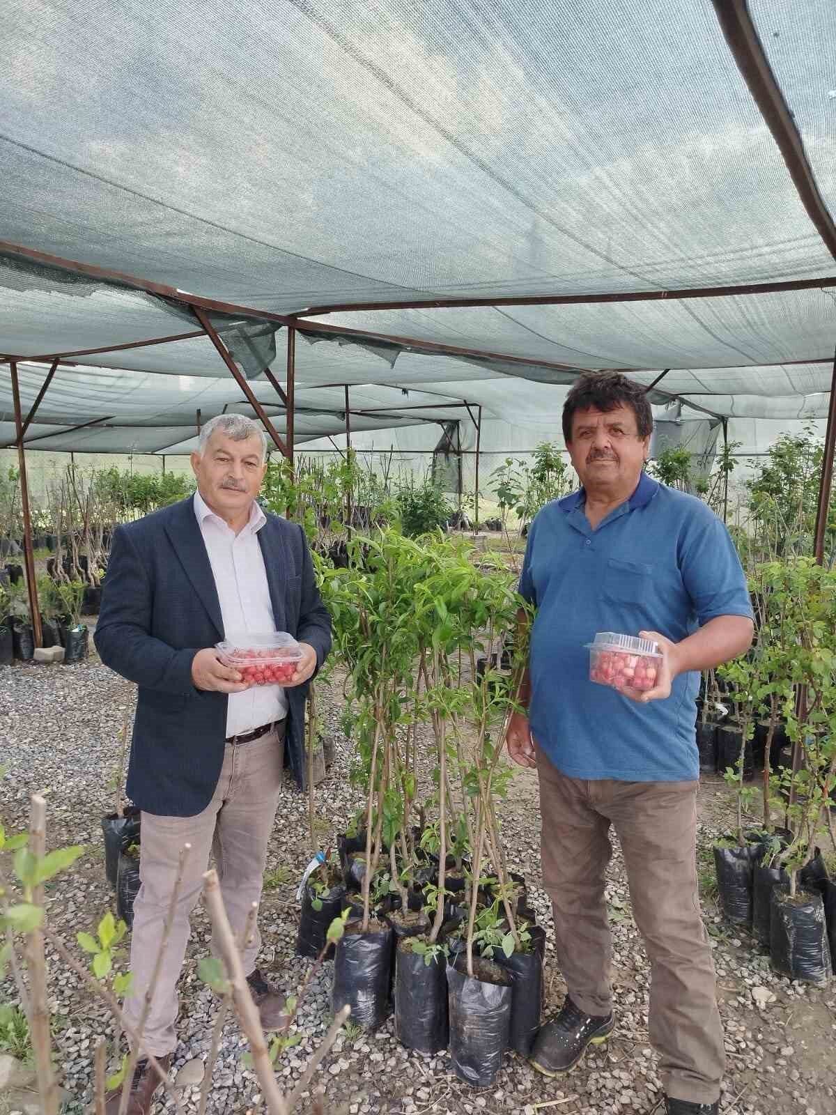 Antalya'nın Gazipaşa ilçesinde, Çile Mahallesi'nde erkenci kiraz hasadı başladı. Üretici