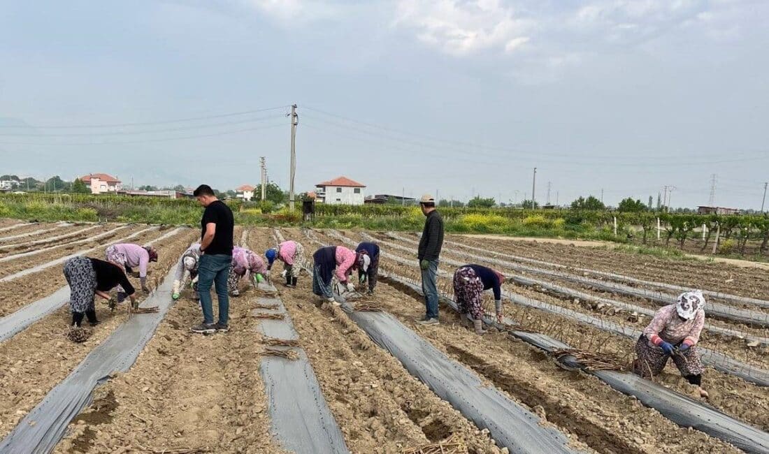 Sarıgöl’de Kardeşler, 8 Dekar Alanda 10 Farklı Üzüm Çeşidini Yetiştirmeye Başladı Manisa'nın Sarıgöl ilçesinde Aytaç ve Ahmet Ünlükoç kardeşler, 8 dekarlık