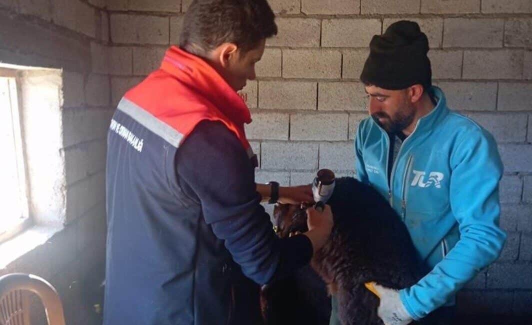 Iğdır’da kuzular için aşılama ve küpeleme işlemleri sürüyor Iğdır İl Tarım ve Orman Müdürlüğü, yaklaşan göç dönemi öncesinde