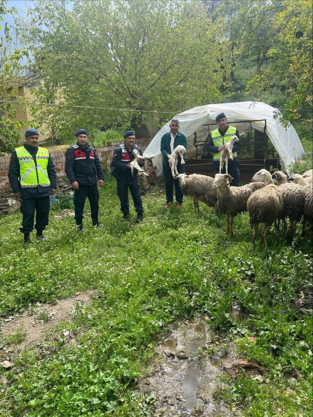 Aydın’ın Yenipazar ilçesinde kaybolan 13 koyundan 12'si İlçe Jandarma Komutanlığı
