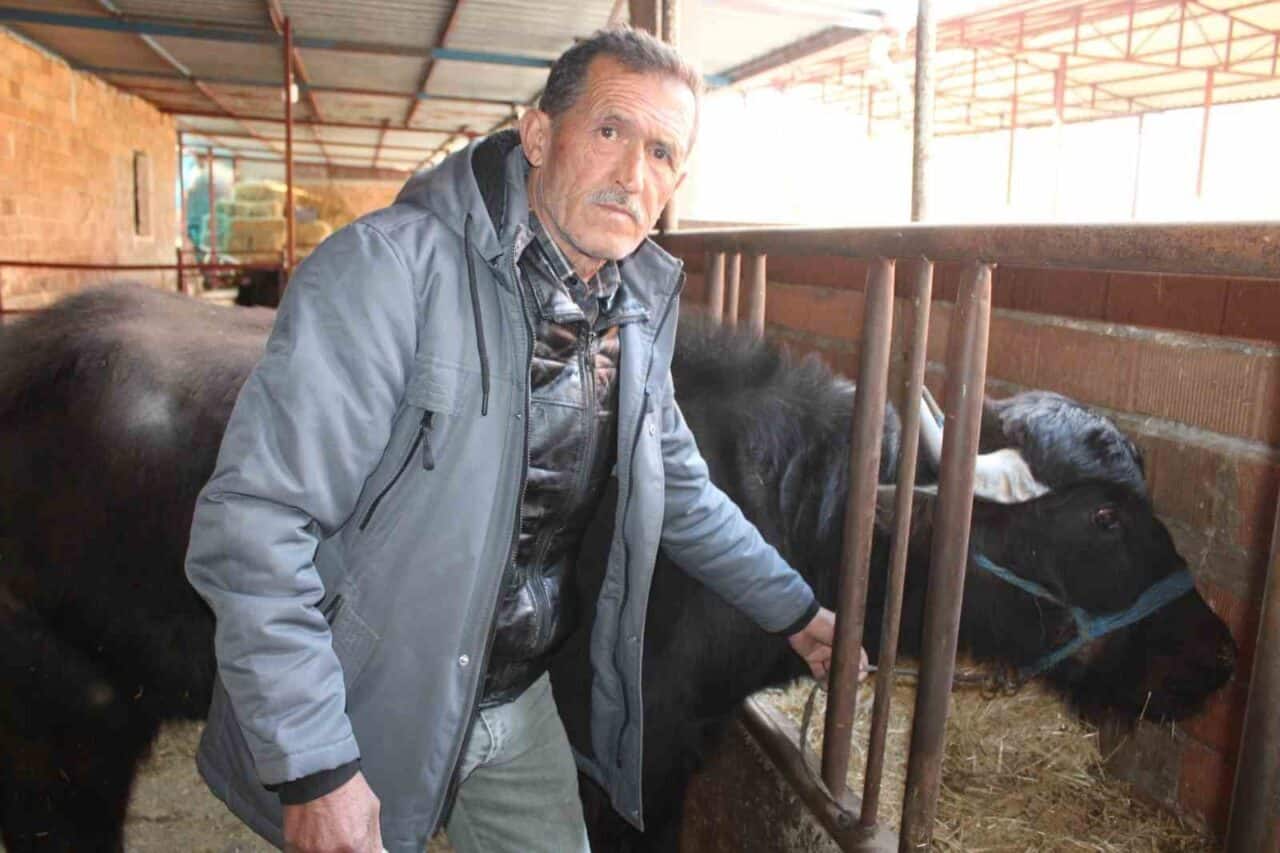 Aydın'ın Bozdoğan ilçesinde, Erdal Özkan'ın yetiştirdiği bakımı zor mandalardan elde