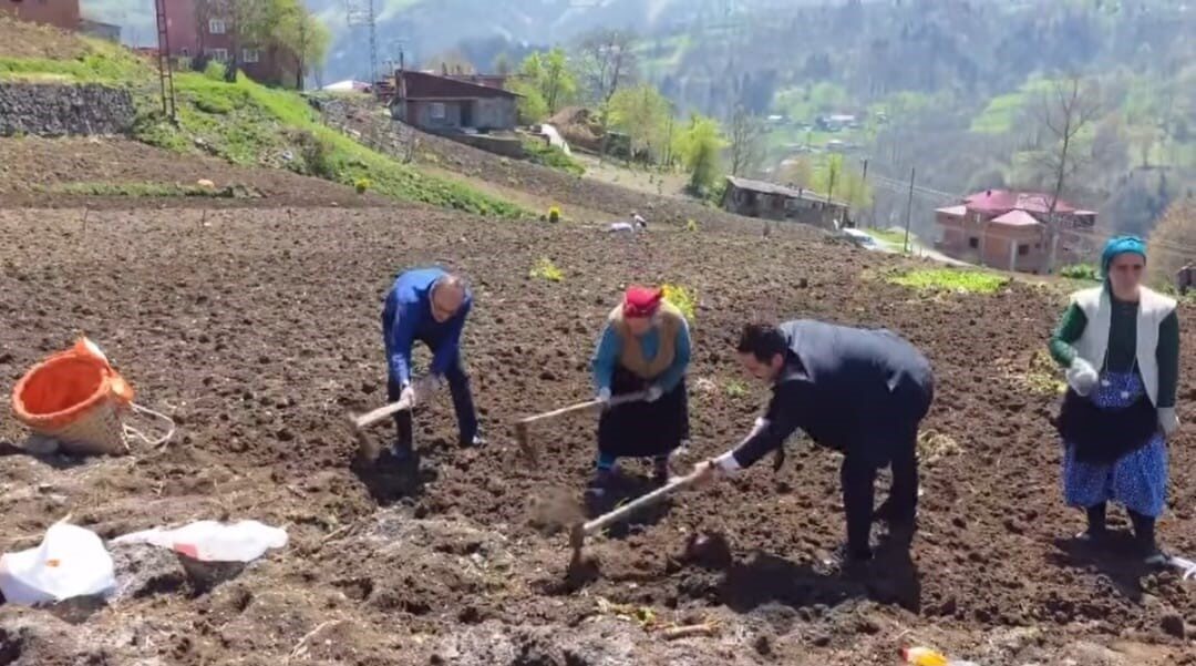 Düzköy’de Kaymakam ve Belediye Başkanı, Tarlada Yaşlı Kadına Yardım Gösterdi Trabzon'un Düzköy ilçesinde Kaymakam Yunus Polat ve Belediye Başkanı Selim