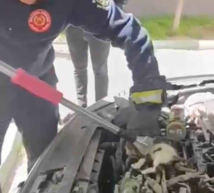Şanlıurfa’da otomobilin motorunda doğum yapan kedinin 5 yavrusu itfaiye tarafından kurtarıldı. Şanlıurfa'nın Karaköprü ilçesinde, bir otomobilin motor kısmında doğuran 5 yavru