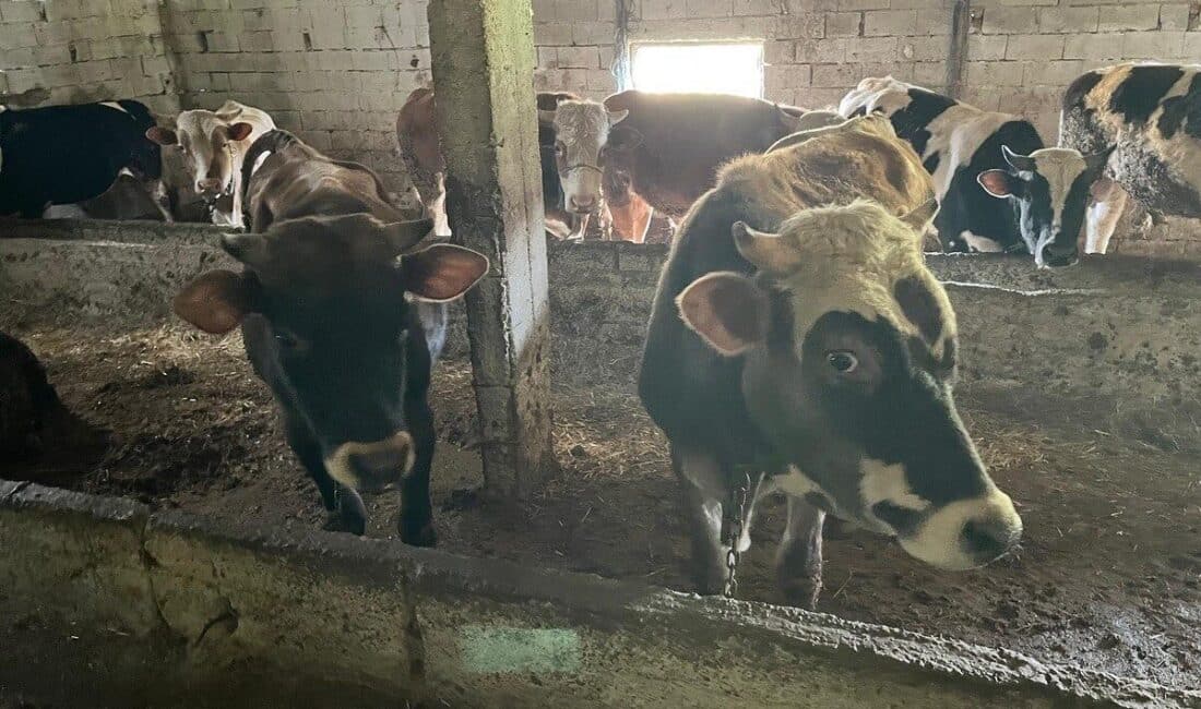 Kırklareli’nde Kaçak Getirilen 12 Büyükbaş Hayvana El Konuldu, Sahibine 109 Bin Lira Ceza Verildi Kırklareli'nin Vize ilçesinde kaçak hayvan getirildiği tespit edilen şahıs, 12