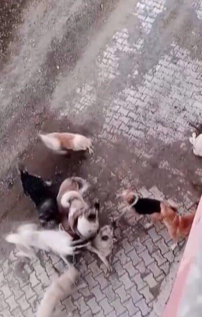 Yayladağı’nda 7 köpeğin 2 köpeğe saldırdığı dehşet verici anlar cep telefonuyla kaydedildi. Hatay'ın Yayladağı ilçesinde, 7 köpeğin 2 köpeğe saldırdığı bir olay