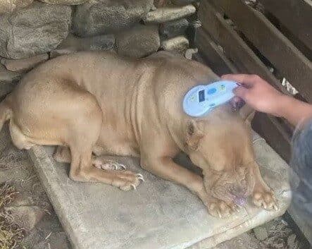 Manisa'nın Salihli ilçesinde, tehlikeli pitbull ırkı köpek besleyen iki kişiye